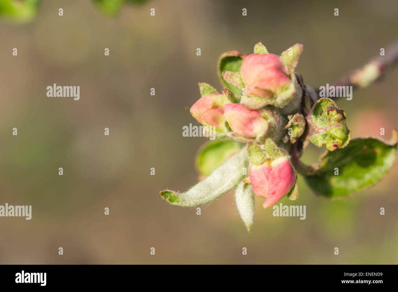 Buds of flowers on an apple-tree close up Stock Photo