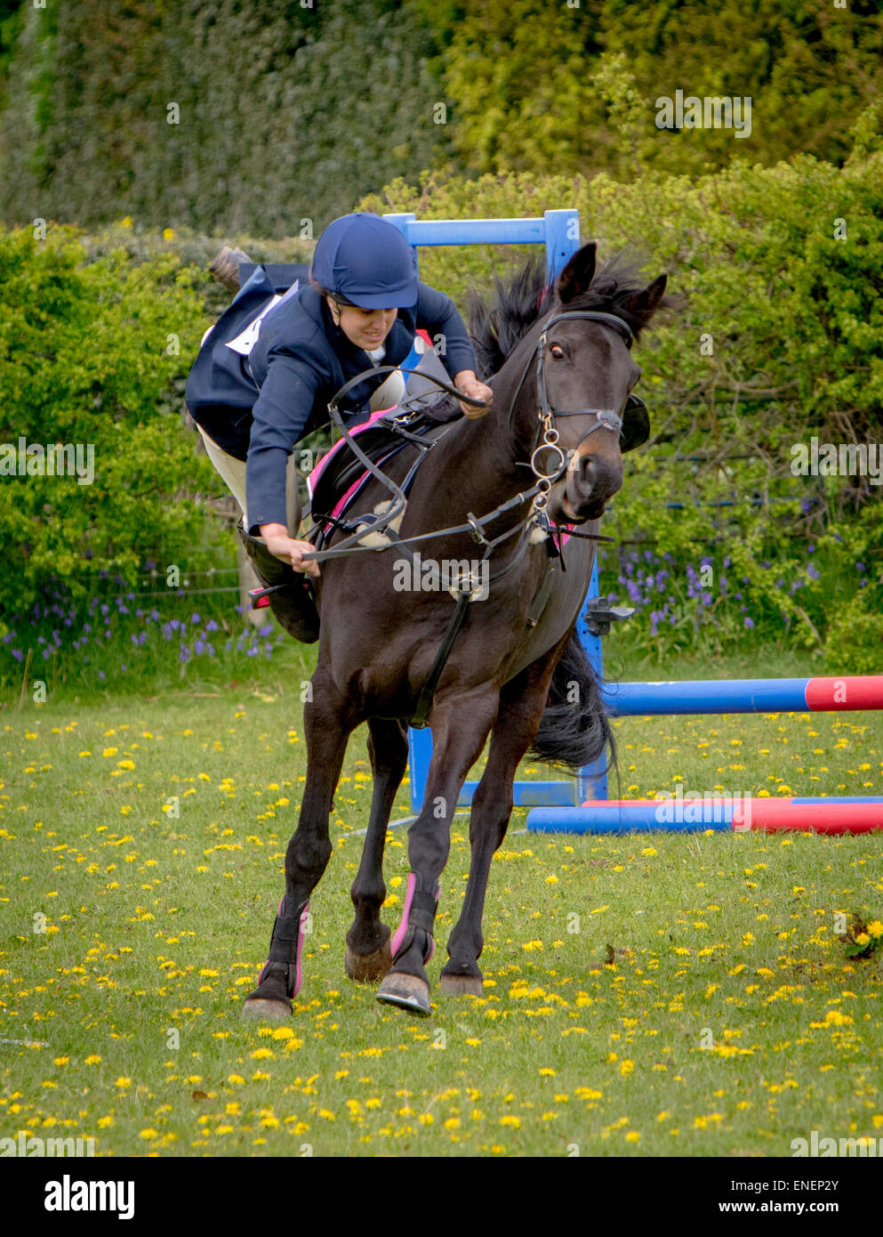 A rider at a local horse show  takes a tumble after failing to negotiate the jumps Stock Photo