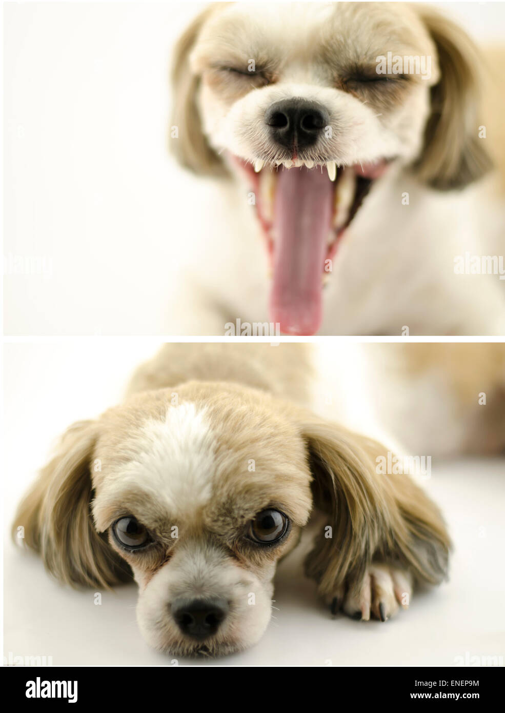 dog pet on white background Stock Photo Alamy