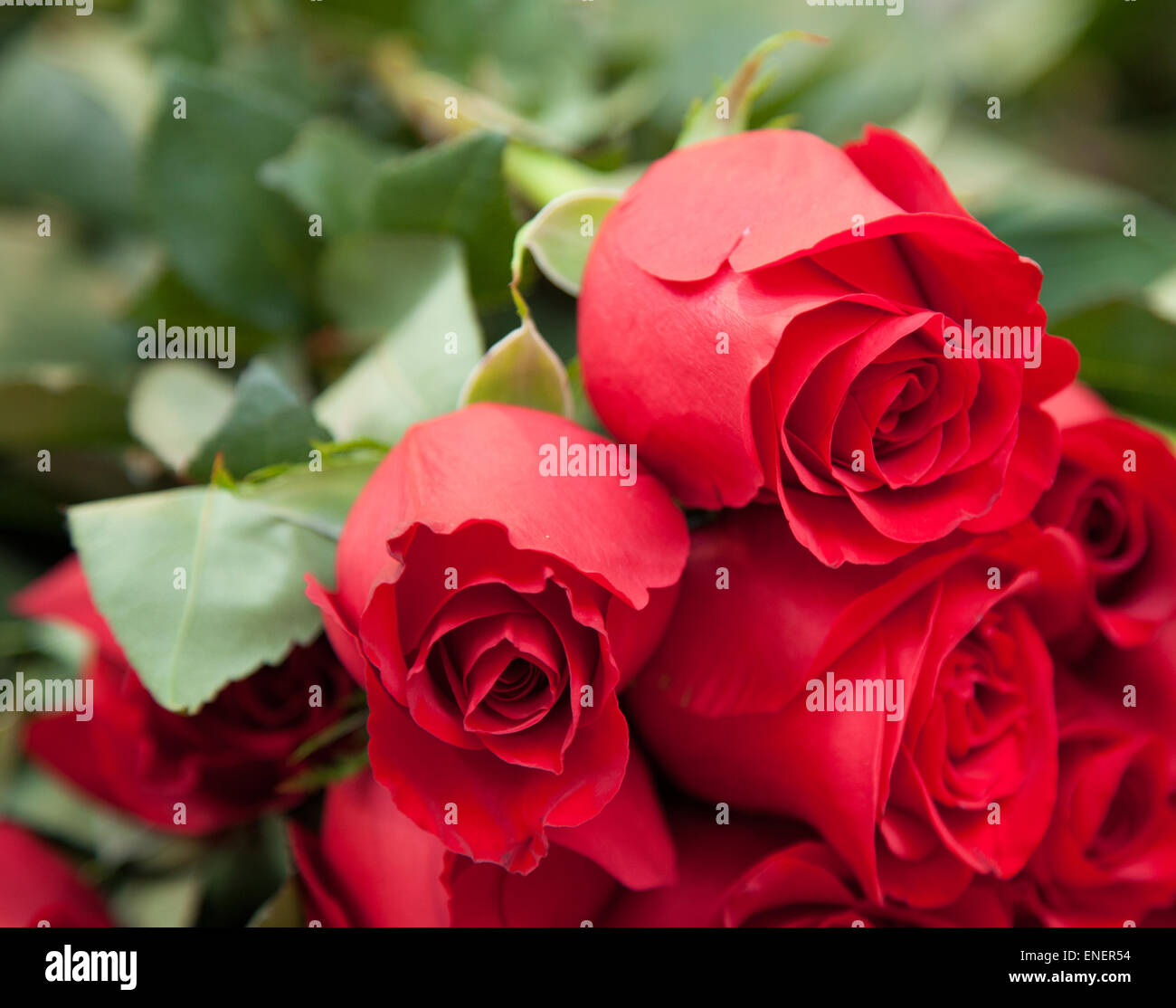 Bunch of red roses Stock Photo Alamy