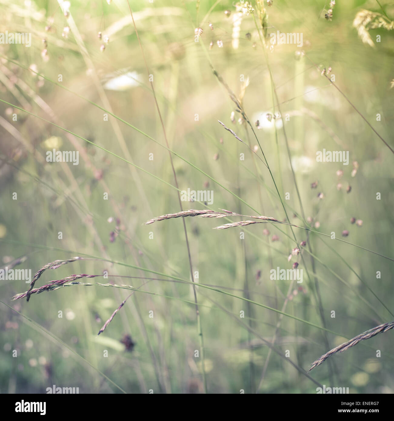 Summer wildflowers in sunrise hi-res stock photography and images - Alamy