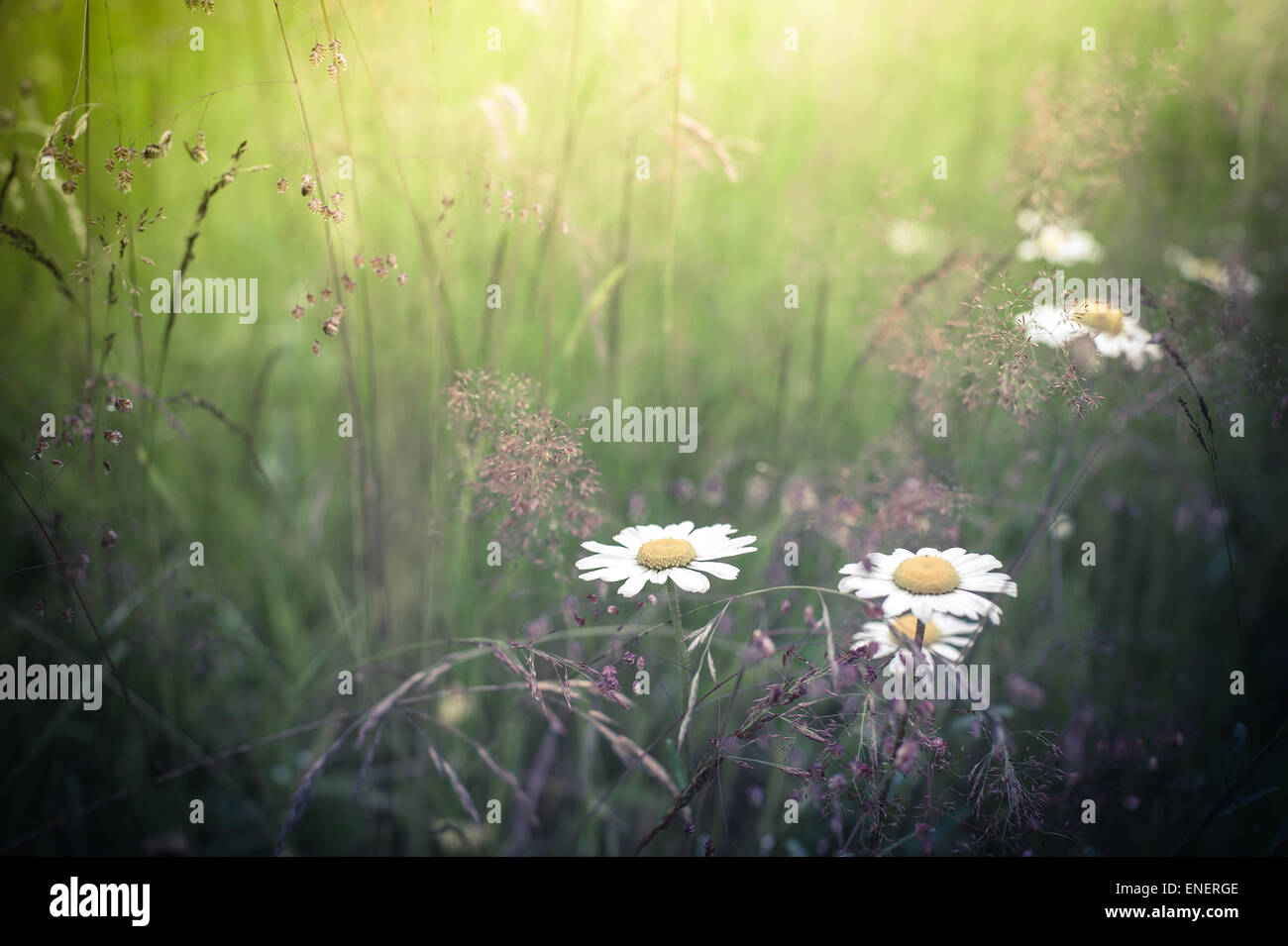 Summer meadow sunrise in hi-res stock photography and images - Alamy