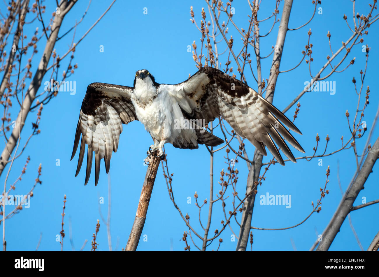 Osprey perched on a branch with wings spread Stock Photo