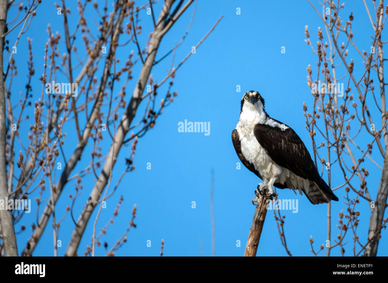 Osprey perched on a branch Stock Photo