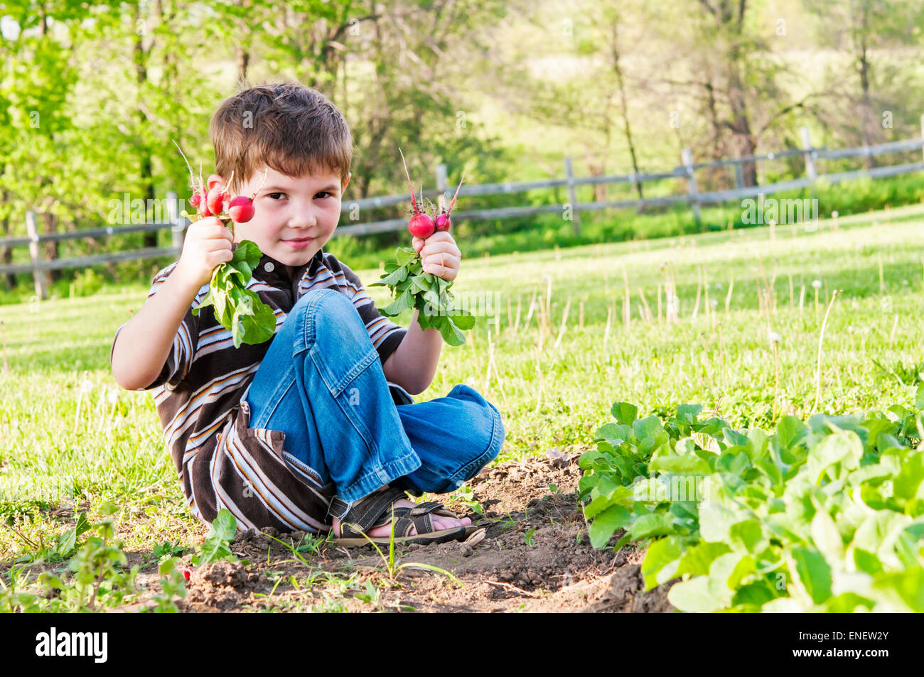 boy holding radishes pulled from garden Stock Photo