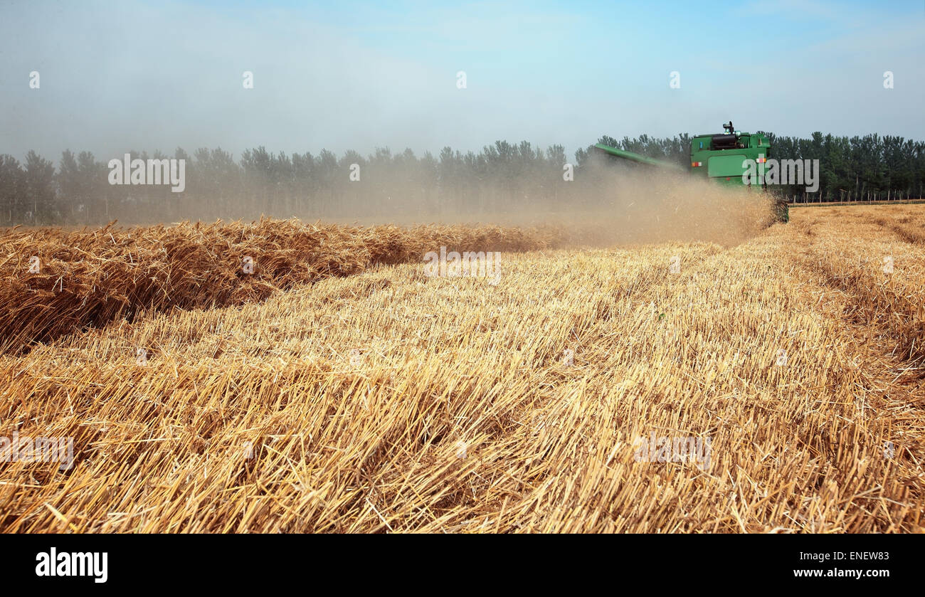 grain harvester combine work in field Stock Photo Alamy