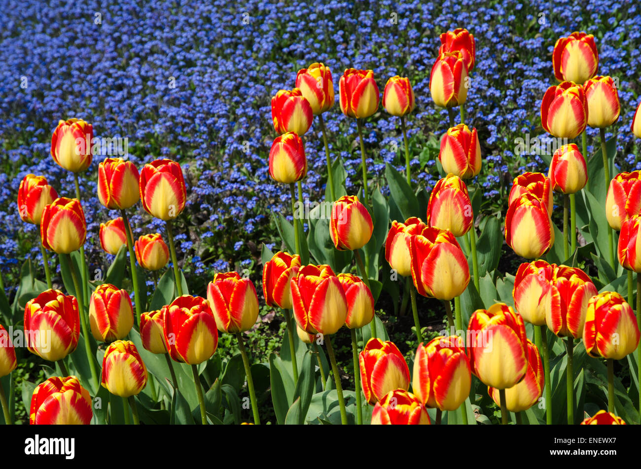 Red and yellow tulips in a flower bed at blue floral background Stock ...