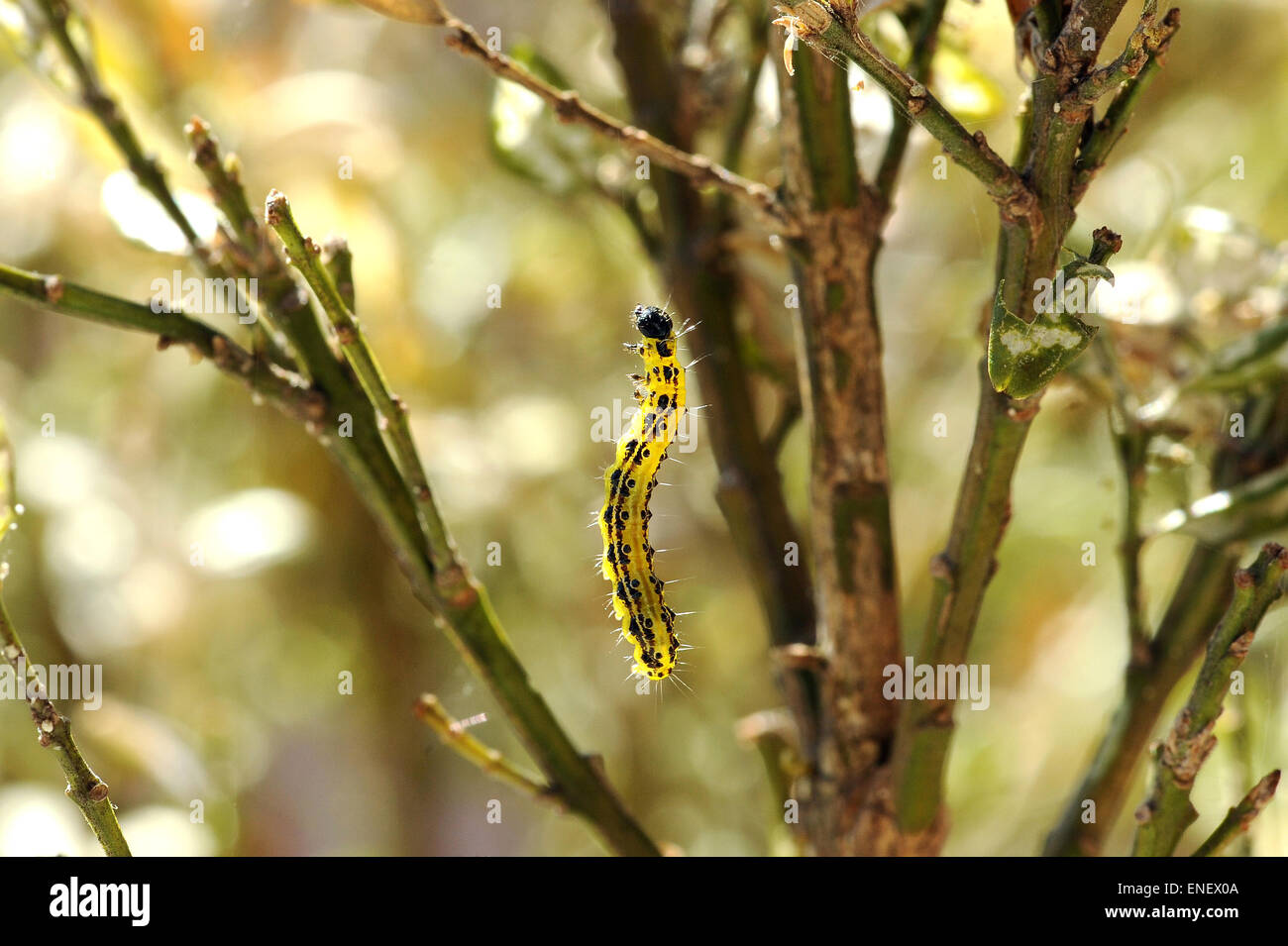 Colorful yellow and black caterpillar, the larva of a moth or butterfly and a voracious garden pest eating the leaves and stems Stock Photo