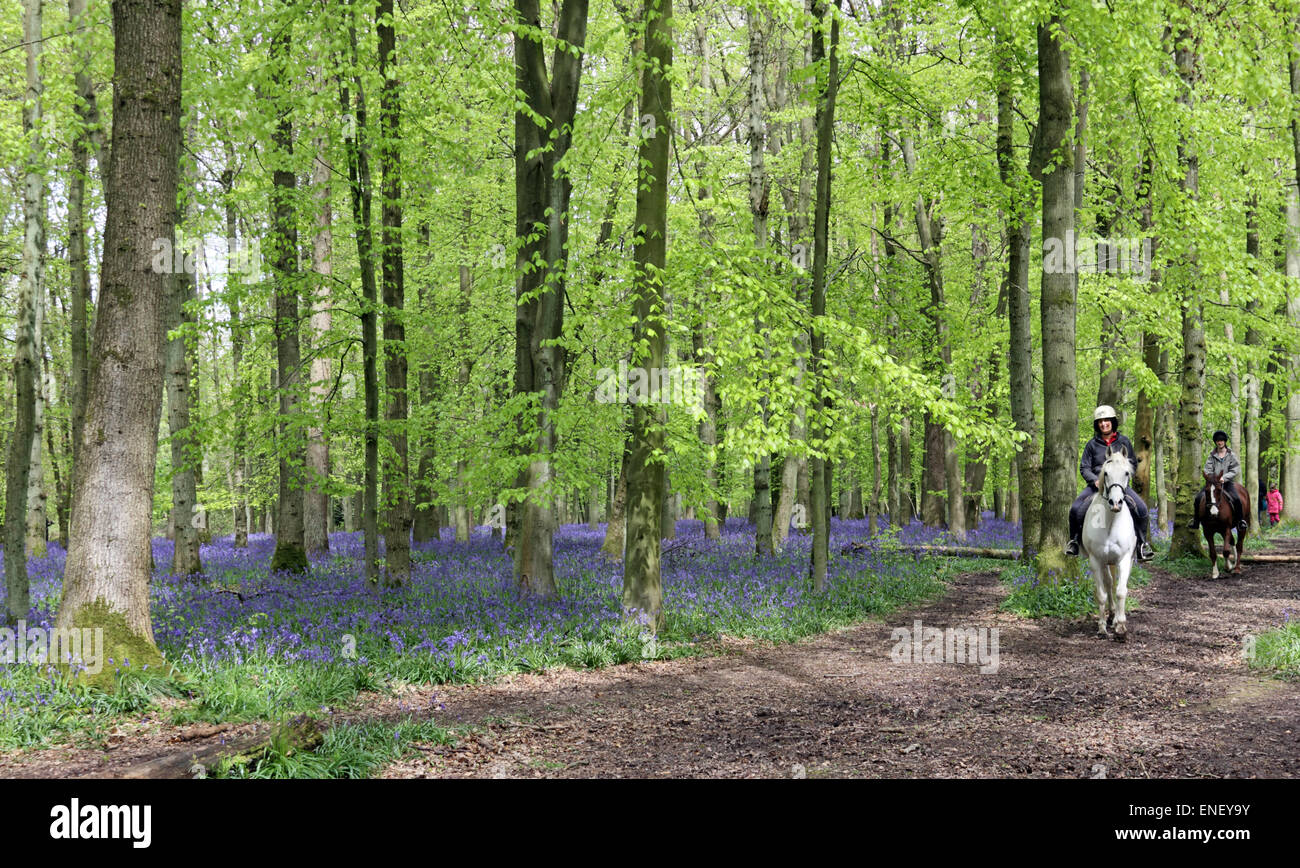 Ashridge Estate, Hertfordshire, England, UK. 4th May 2015. Horse riders