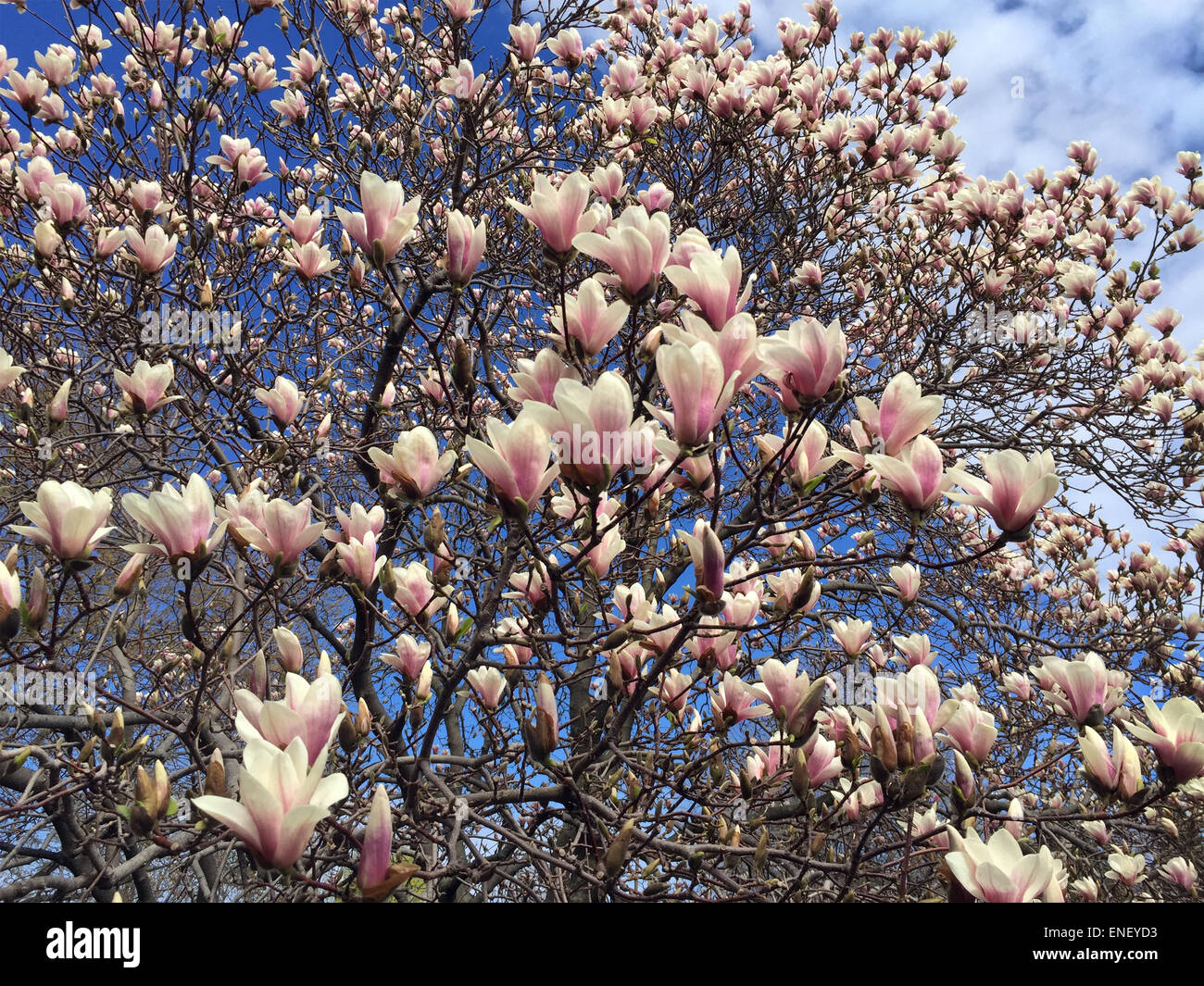 Magnolia tree in bloom Stock Photo Alamy