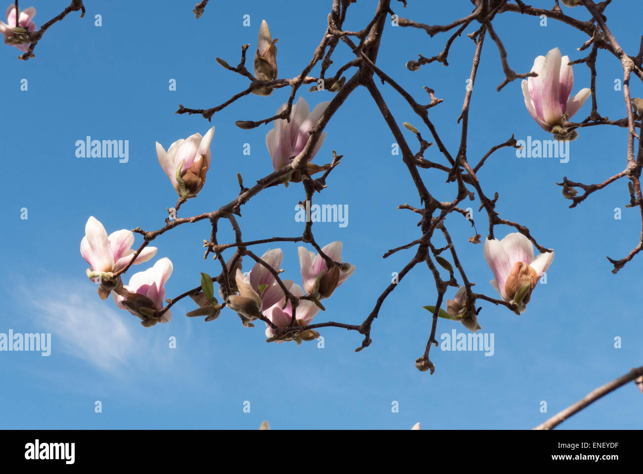 Magnolia tree in bloom Stock Photo - Alamy