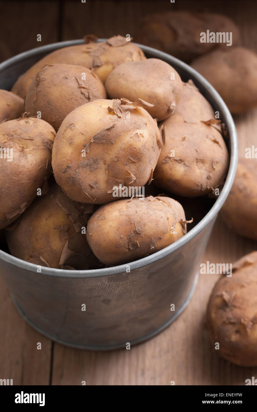 Jersey Royal new potatoes fresh out of the ground grown on the channel island of Jersey Stock Photo