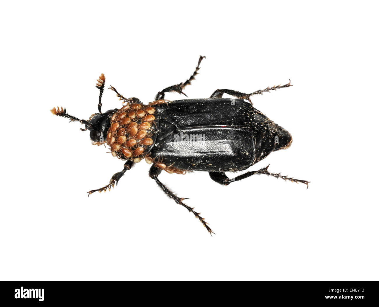 Black Sexton Beetle - Nicrophorus humator Stock Photo