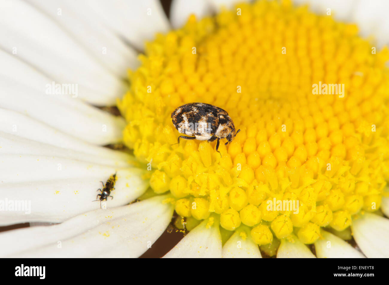 Carpet Beetles  Killroy Pest Control