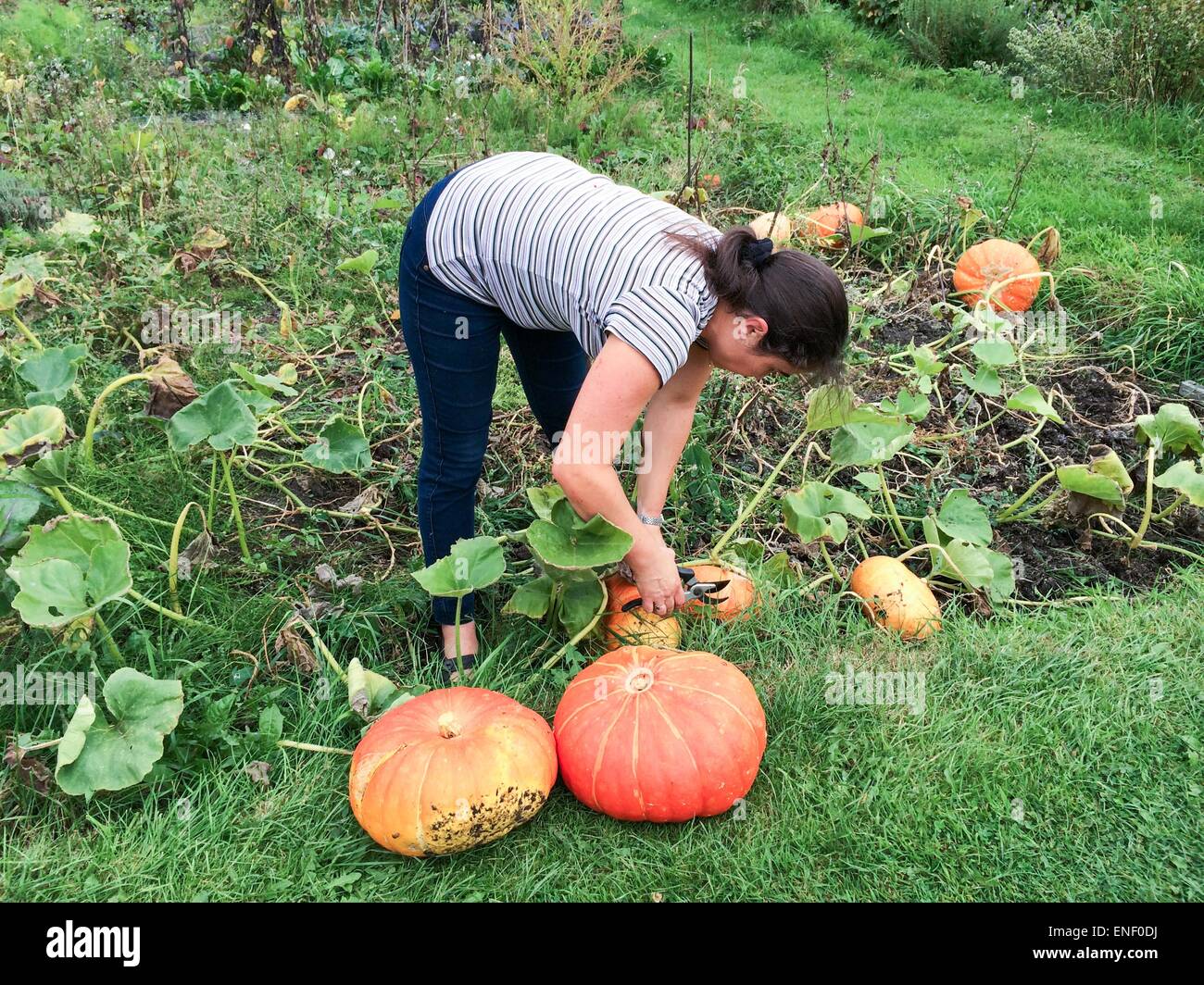 Woman harvesting pumpkins from allotment in autumn Stock Photo