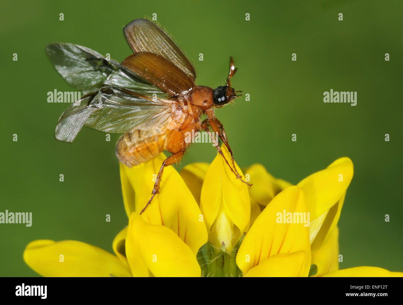 Brown Chafer - Serica brunnea Stock Photo