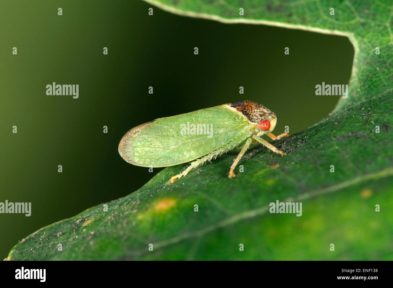 Leafhopper - Lassus lanio Stock Photo