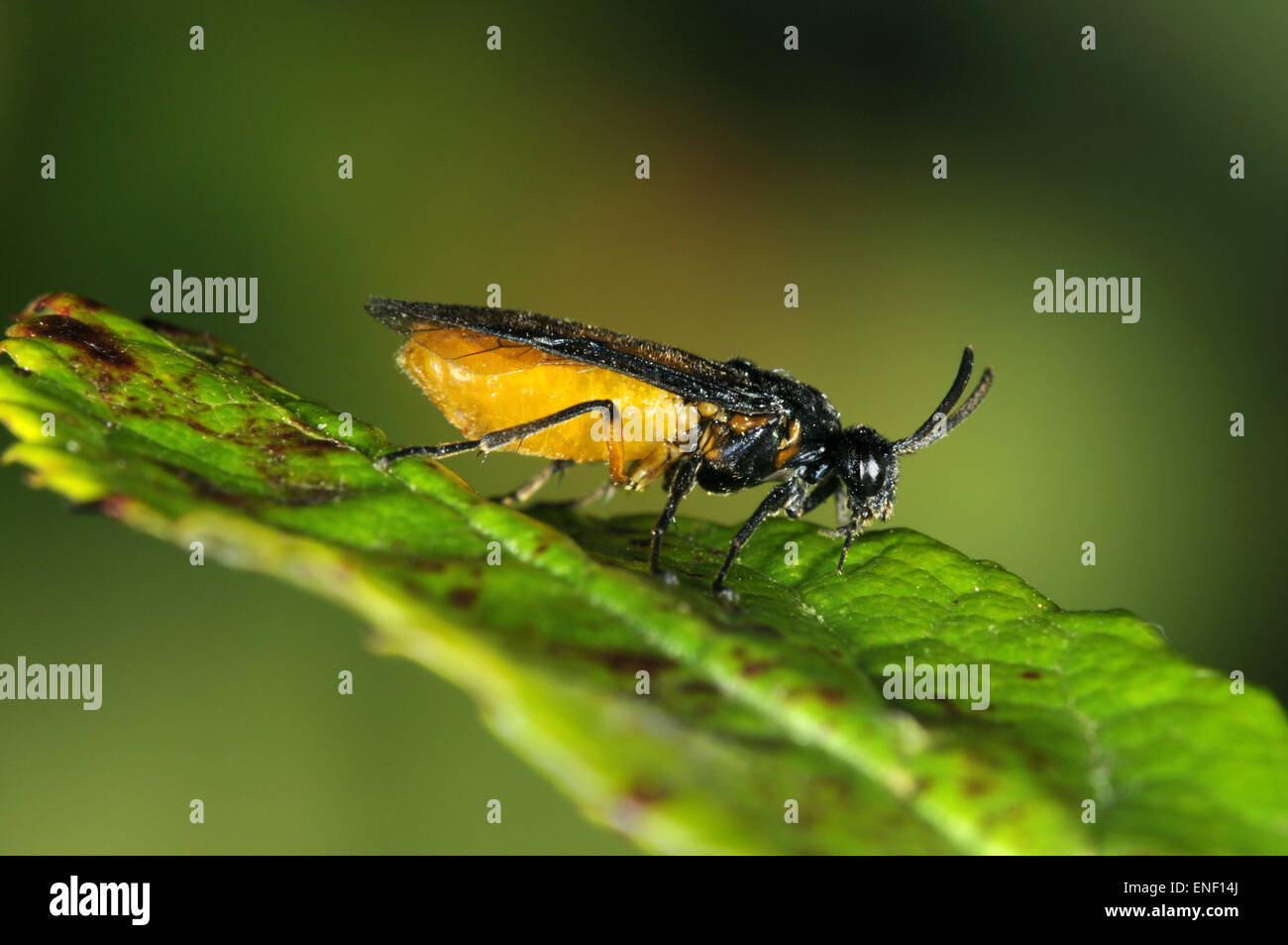 Rose Sawfly - Arge pagana Stock Photo