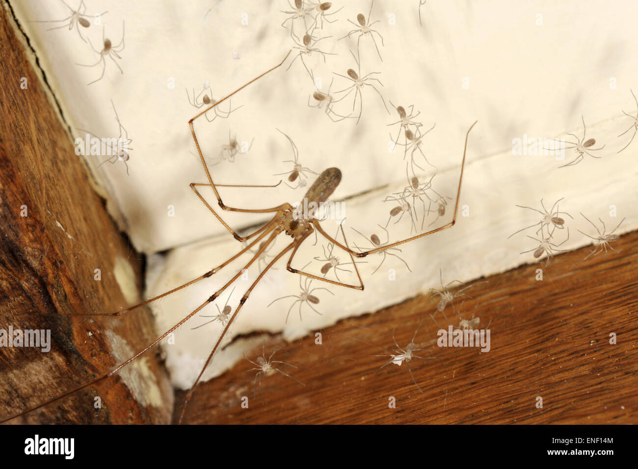 Daddy Longlegs Spider - Pholcus phalangoides Stock Photo