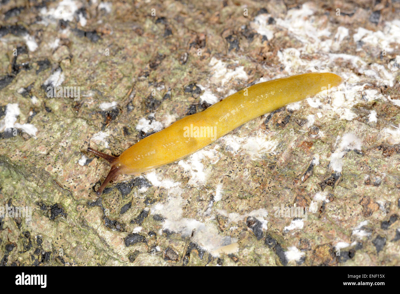 Lemon Slug - Malacolimax tenellus Stock Photo