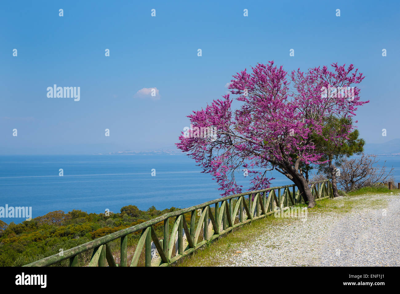 judas tree cercid siliquastrum in dilek peninsula national park near kusadasi turkey stock photo alamy