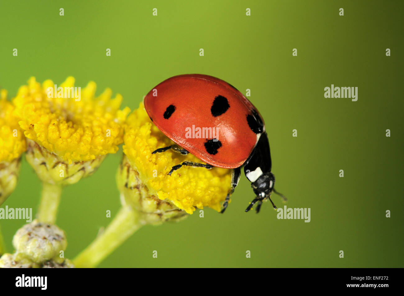 7-spot Ladybird - Coccinella 7-punctata Stock Photo