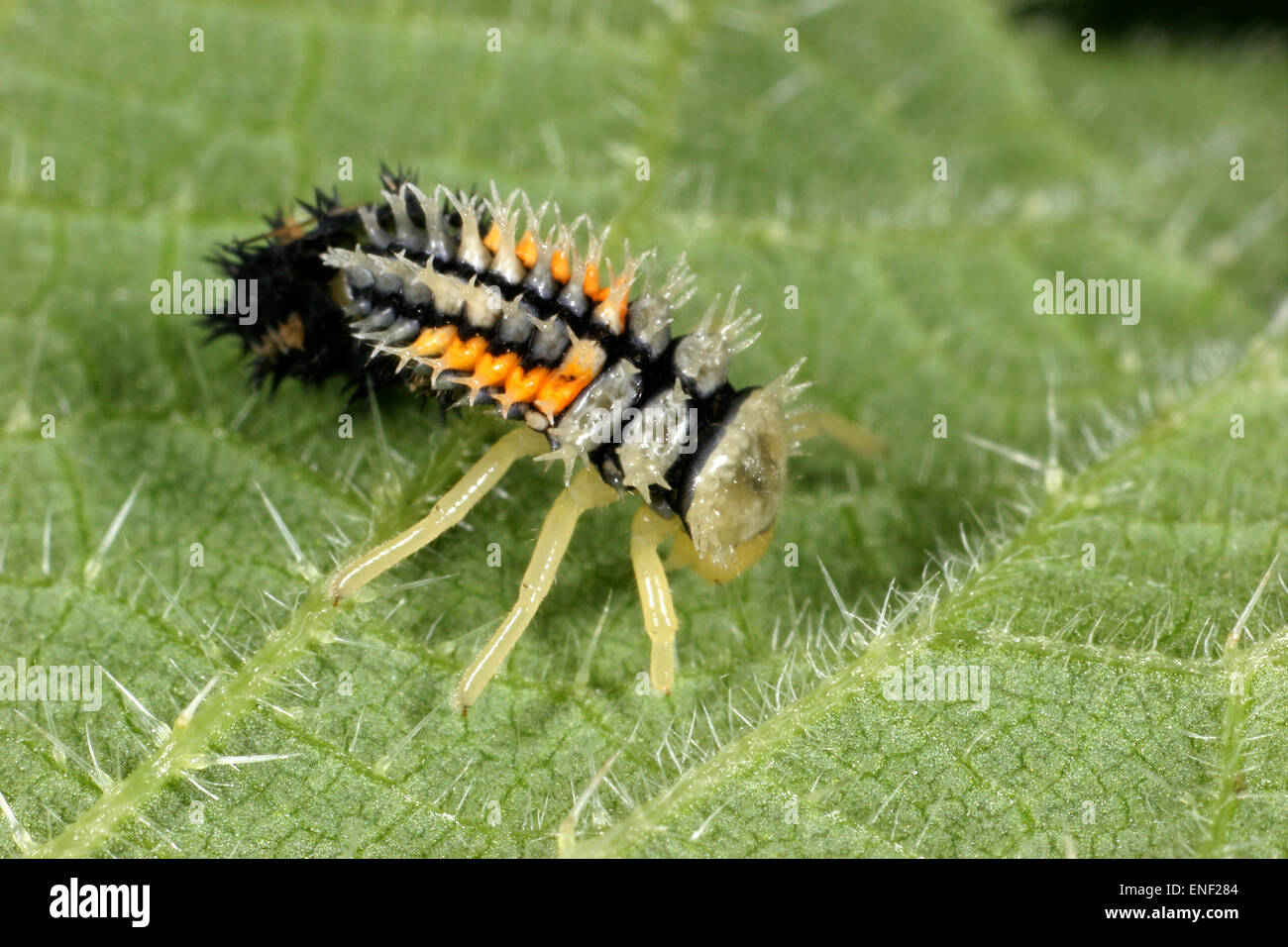 Harmonia Larvae Hi res Stock Photography And Images Alamy