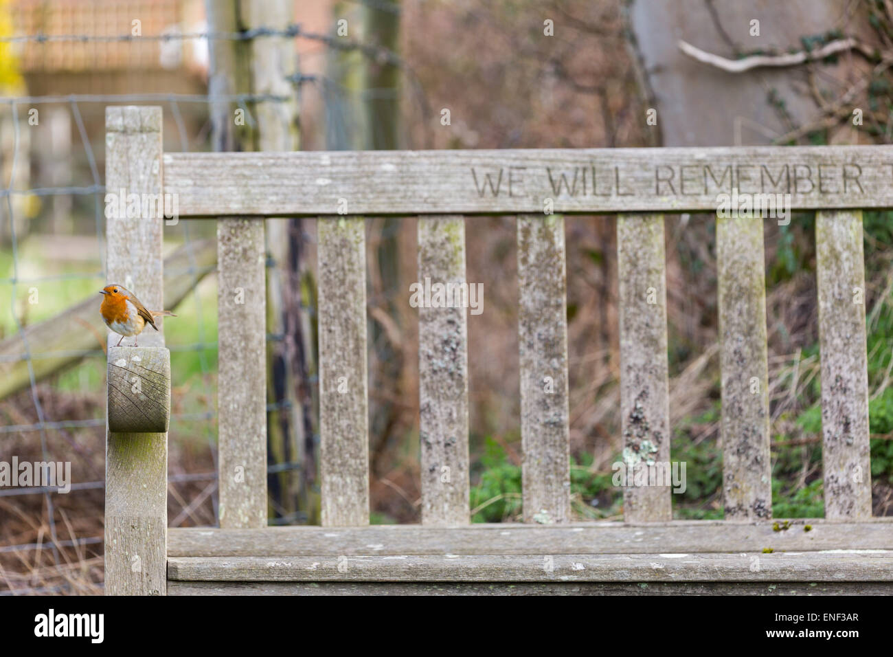 A Robin on a bench watching the photographer... Stock Photo
