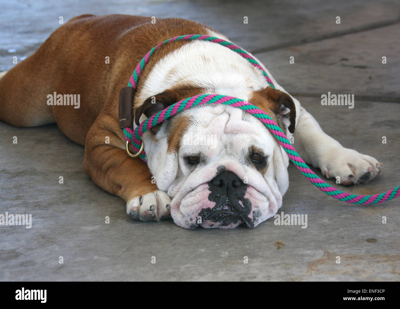 Lazy bulldog with the leash over his head Stock Photo