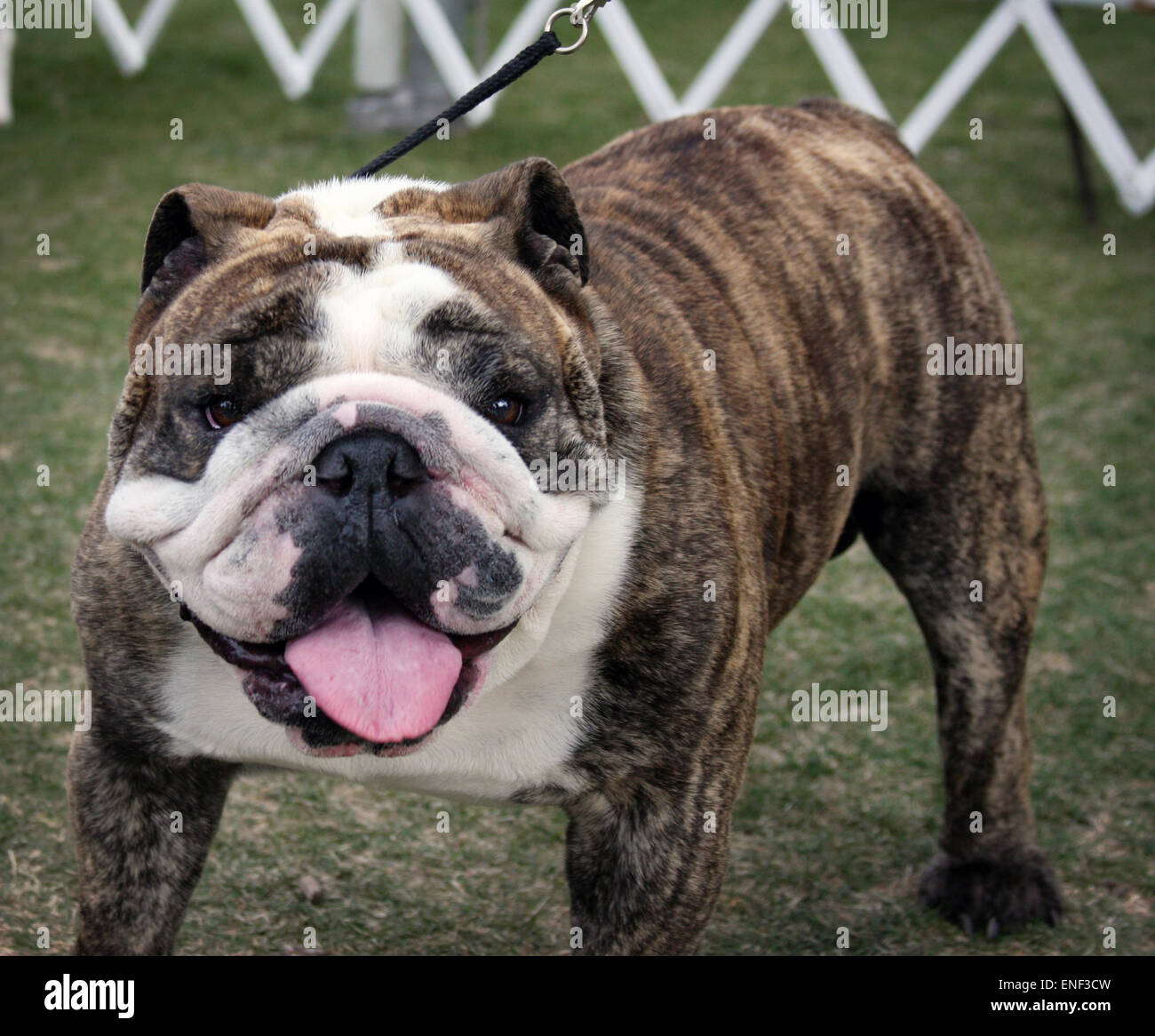 Smiling Bulldog with this tongue out Stock Photo