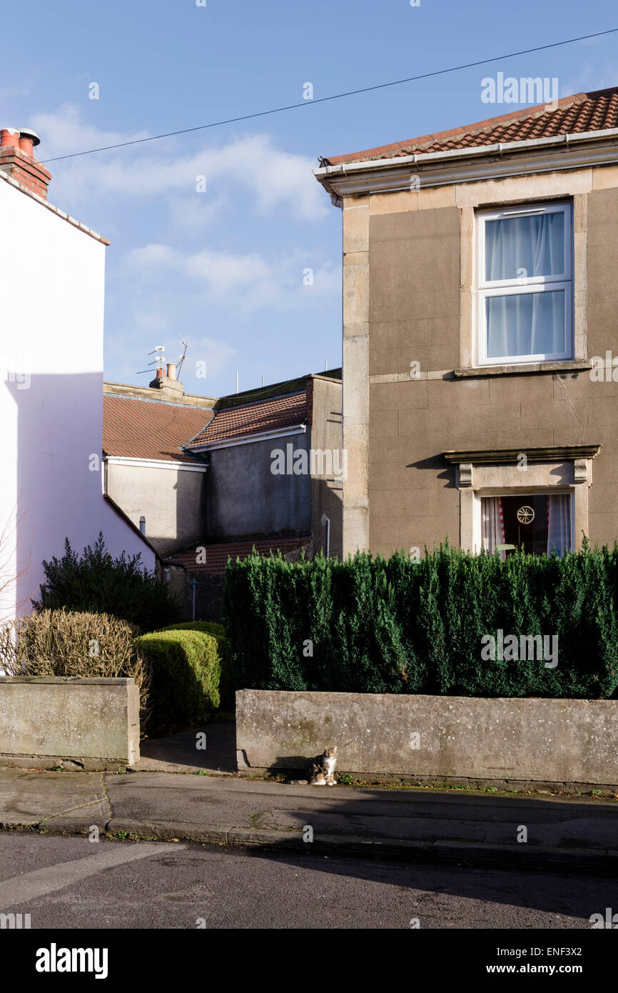 A Victorian city house with a hedge, and cat sitting in the street, in central south Bristol, UK. Stock Photo