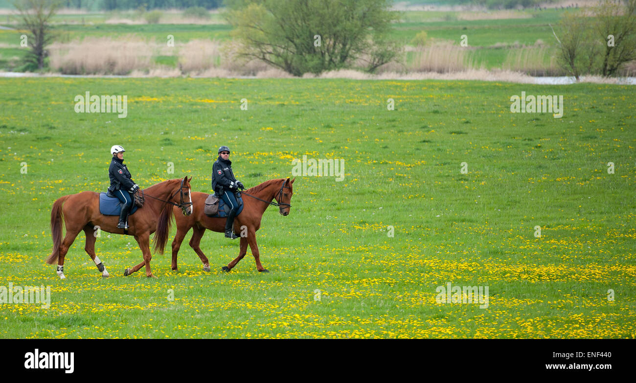 Kaltenhof, Germany. 30th Apr, 2015. Two police officers, Oliver Lenick (R) and Heike Barck, ride their Hanoverian horses, Zbadak and Einstein, near Kaltenhof, Germany, 30 April 2015. Four officers of the riding squad will ensure that visitors of the Niedersächsische Elbtalaue (lit. Lower Saxon Elbe Valley Meadows) biosphere reserve comply with environmental regulations. Photo: Philipp Schulze/dpa/Alamy Live News Stock Photo
