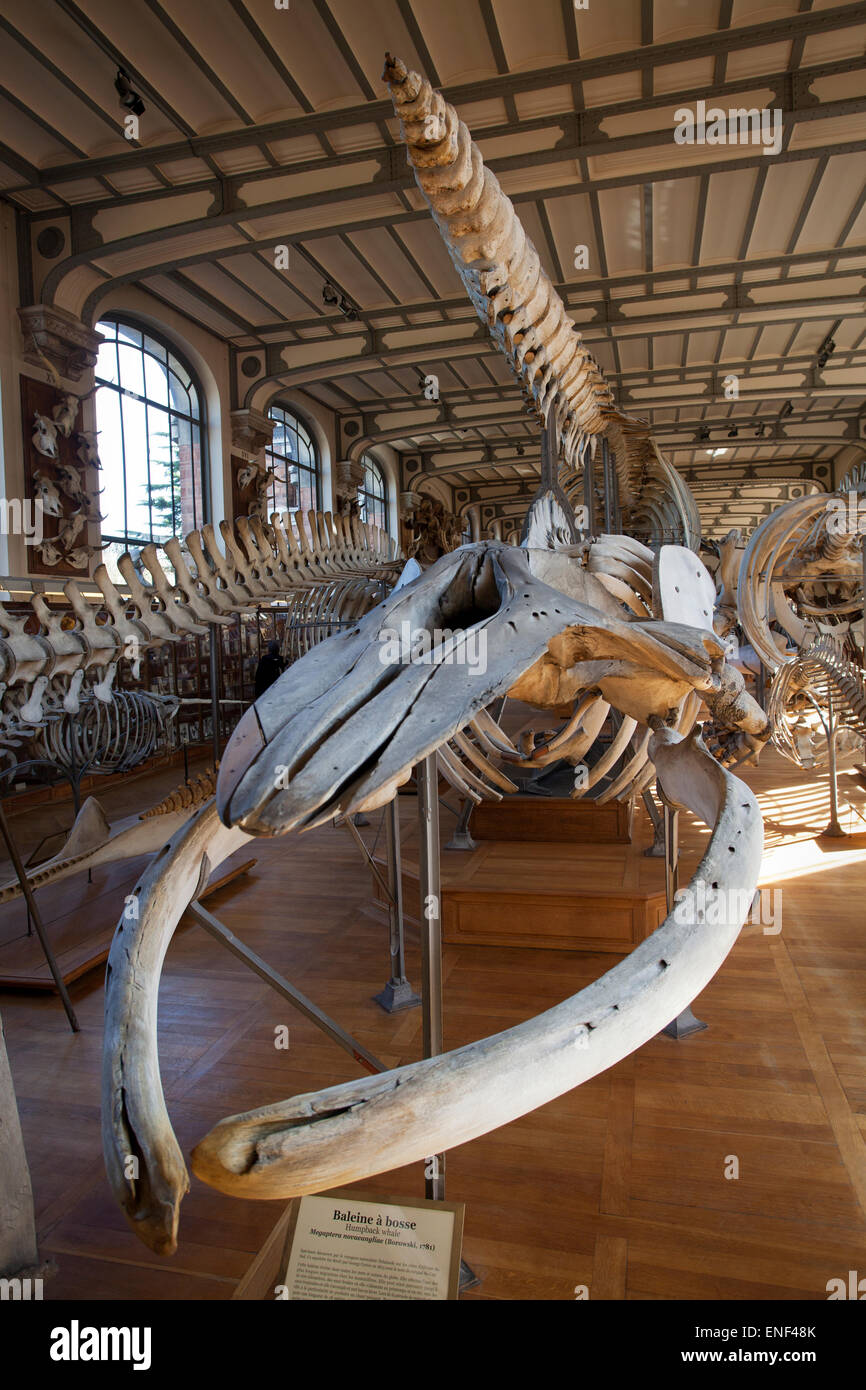 Gallery Paleontology High Resolution Stock Photography and Images - Alamy