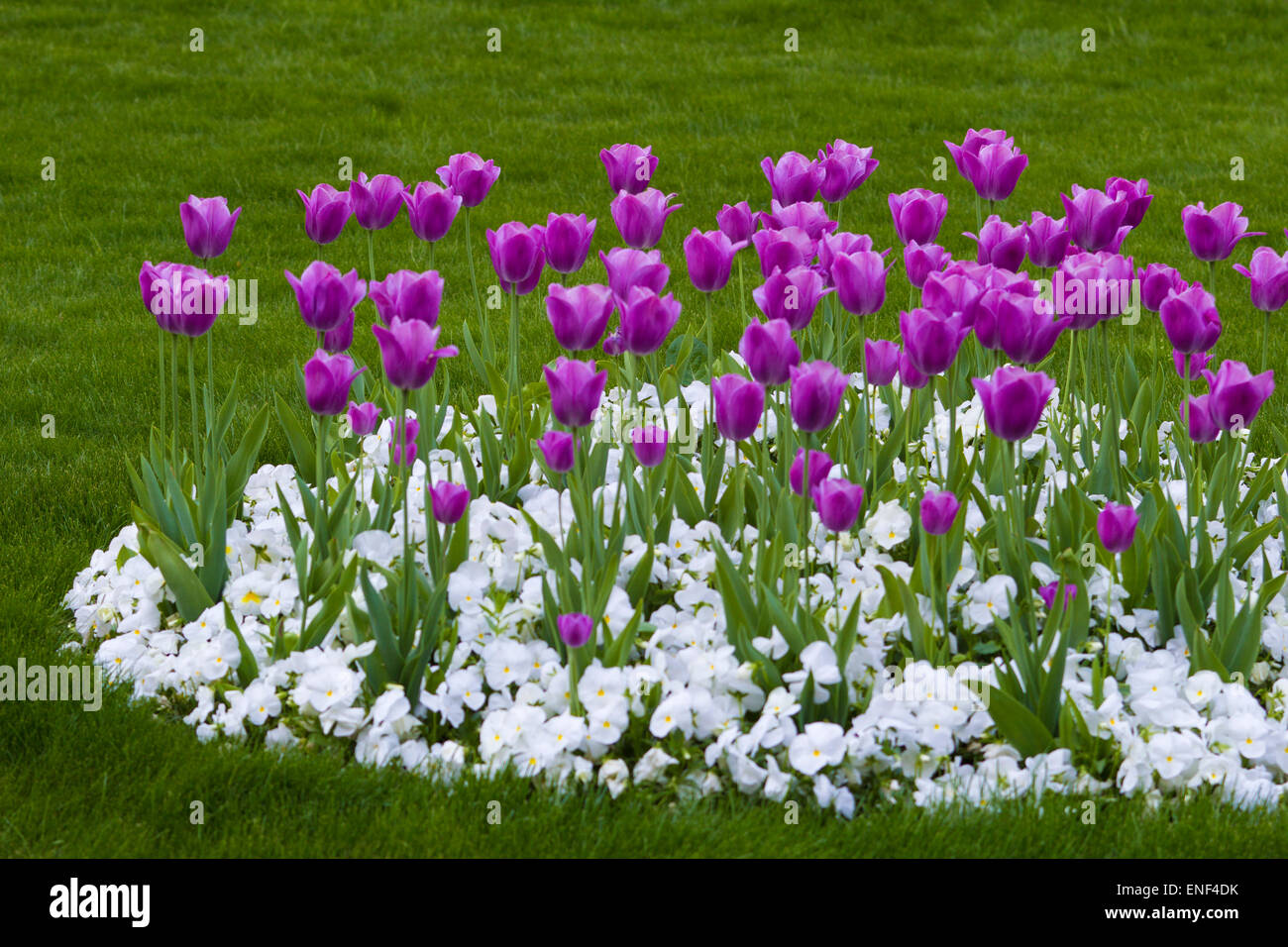 flower, tulips, row, gardening, garden, border, panorama, purple Stock