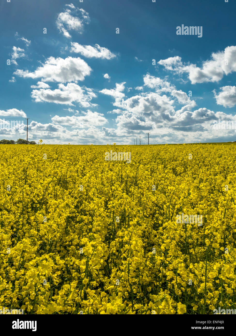 English County Landscape - Storm Clouds over Golden Rapeseed Field Stock Photo