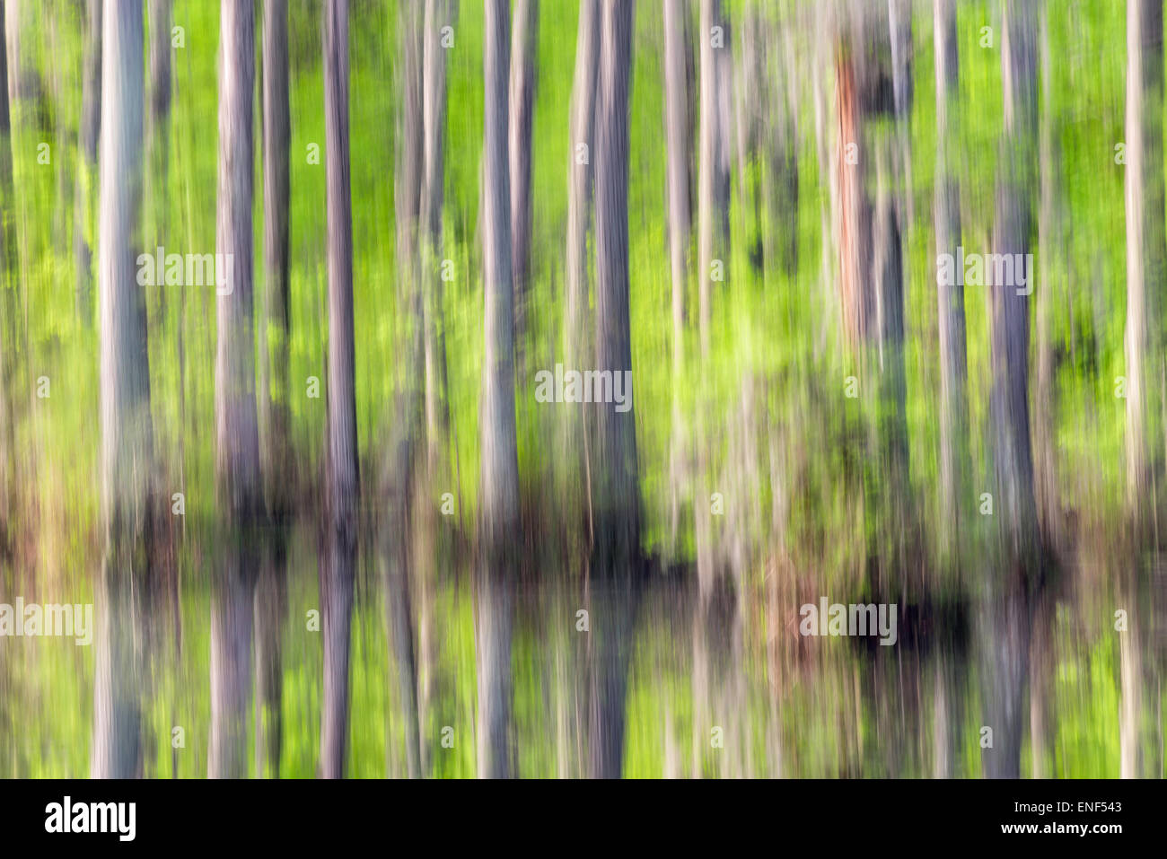 Cypress Swamp Abstract Stock Photo