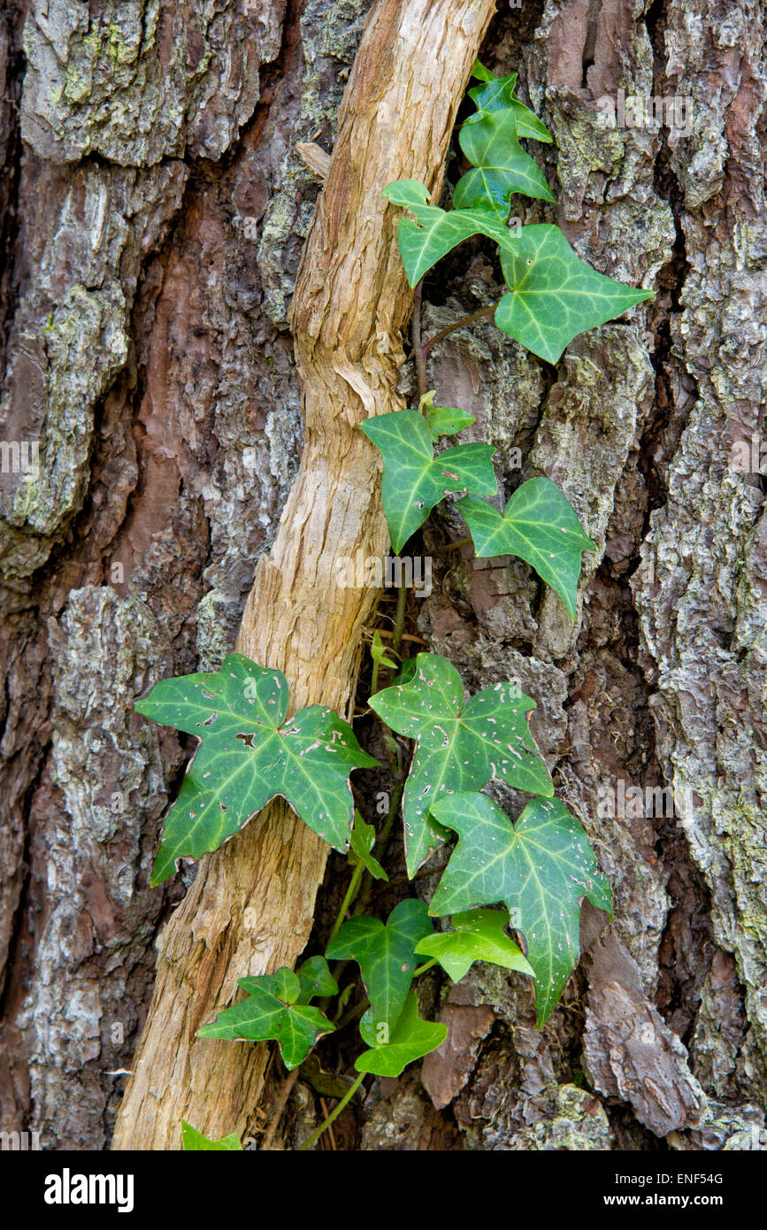 Ivy climbing on a tree Stock Photo Alamy