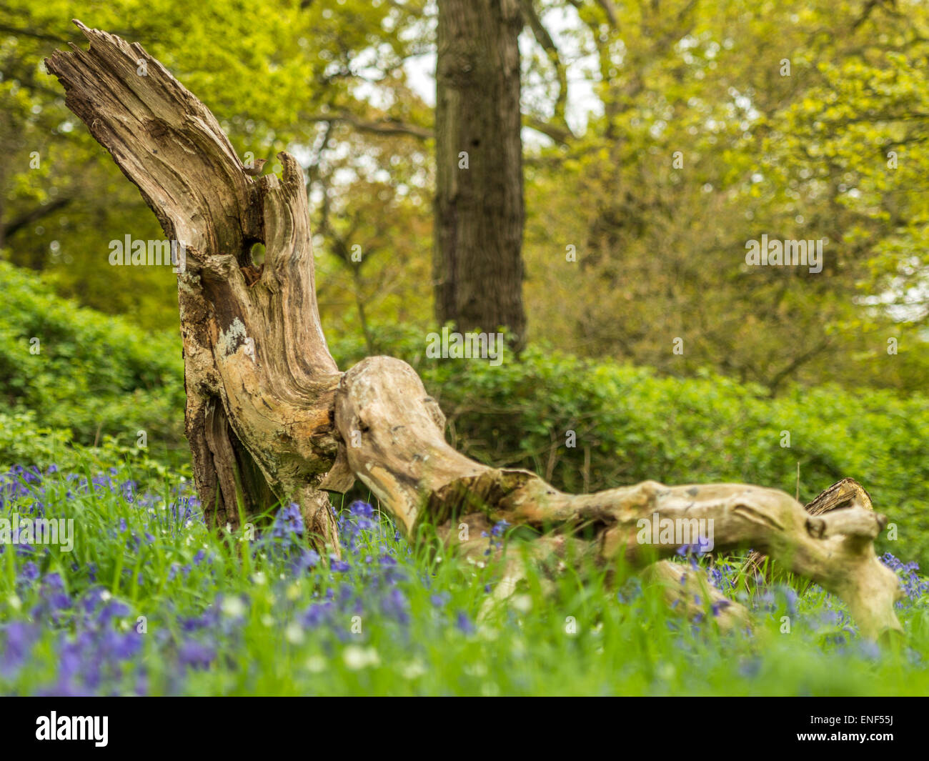 English Country Wildlife - Wren (Troglodytidae) Perched on Wooden Stump Stock Photo