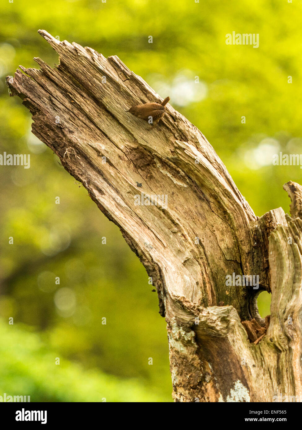 English Country Wildlife - Wren (Troglodytidae) Perched on Wooden Stump Stock Photo
