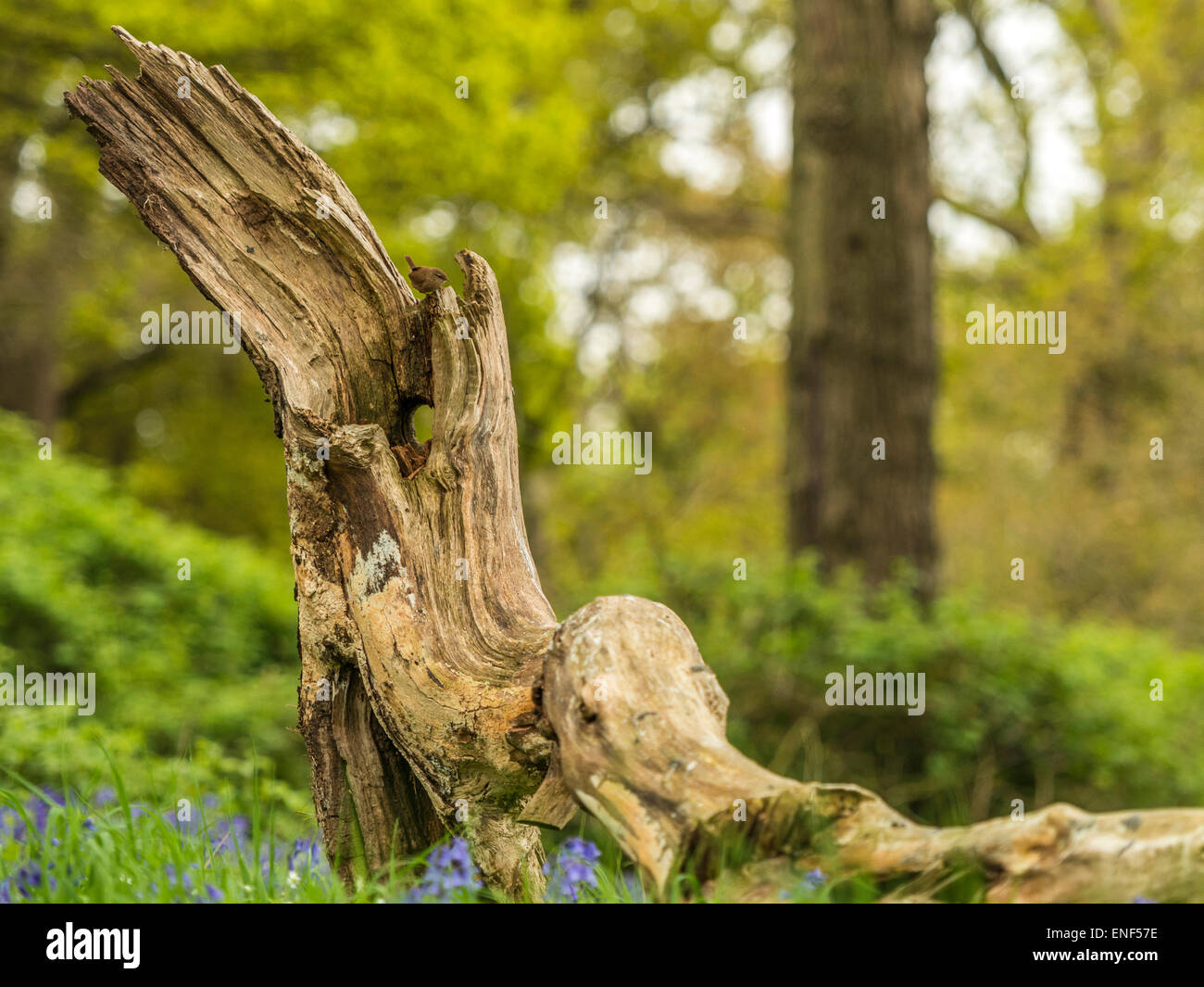 English Country Wildlife - Wren (Troglodytidae) Perched on Wooden Stump Stock Photo