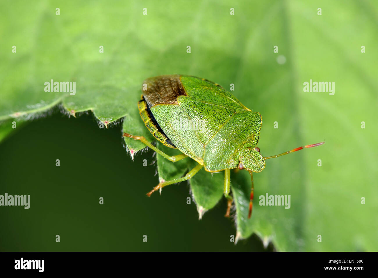Green Shield Bug - Palomena prasina Stock Photo