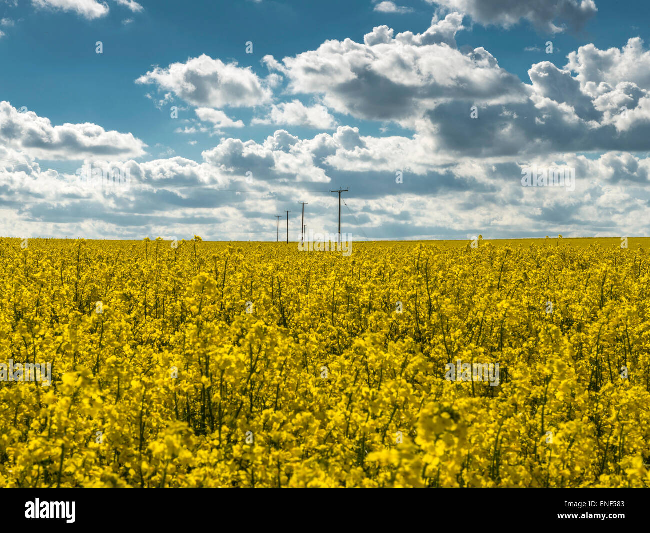 English County Landscape - Storm Clouds over Golden Rapeseed Field Stock Photo