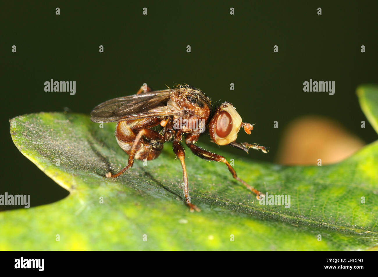 Myopa buccata hi-res stock photography and images - Alamy