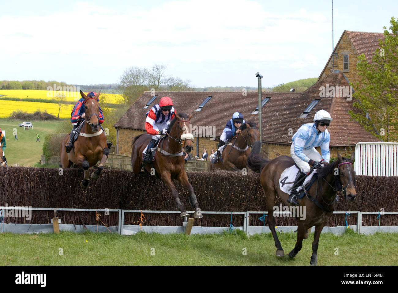 Race horses jumping brush fences at a local point to point meeting