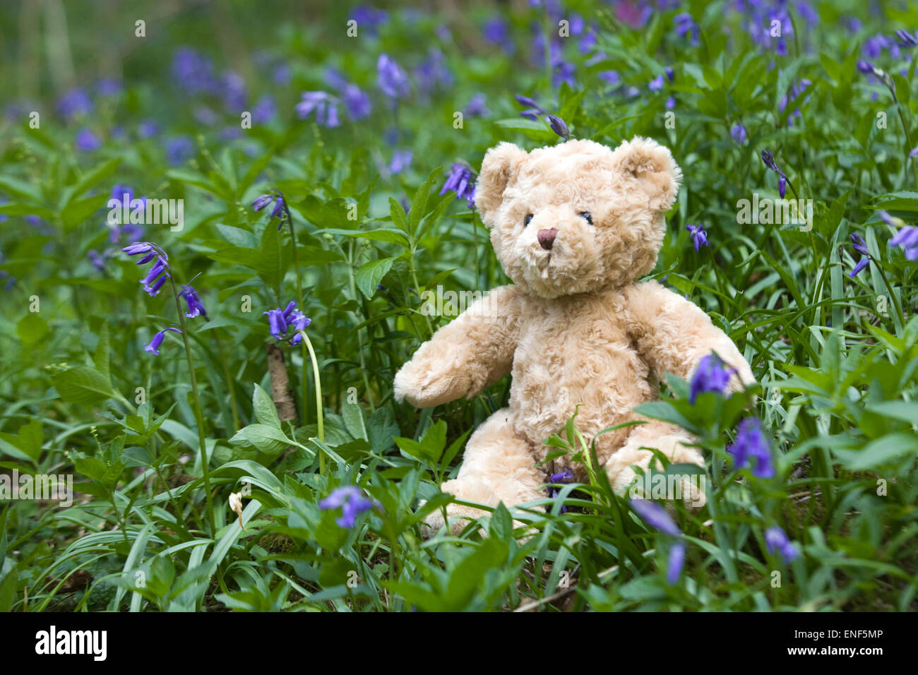 https://c8.alamy.com/comp/ENF5MP/teddy-bear-sitting-on-a-a-log-surrounded-by-bluebells-ENF5MP.jpg
