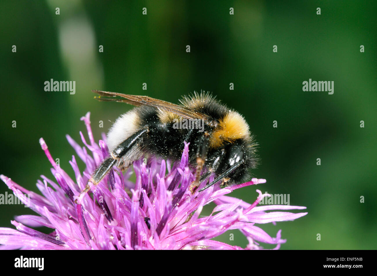 Garden Bumblebee - Bombus hortorum Stock Photo
