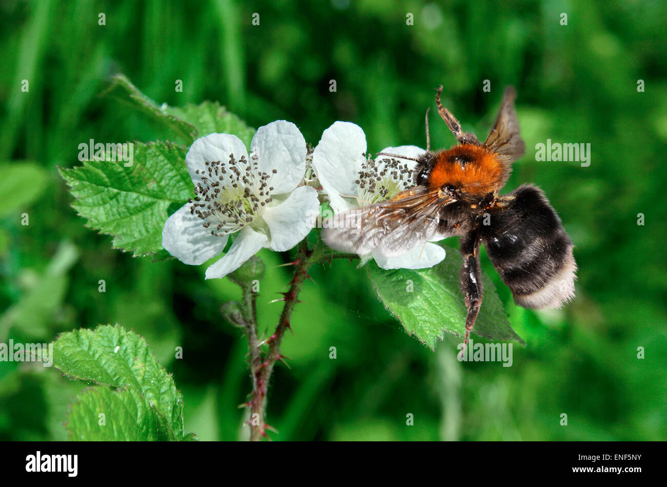 Tree Bumblebee - Bombus hypnorum Stock Photo