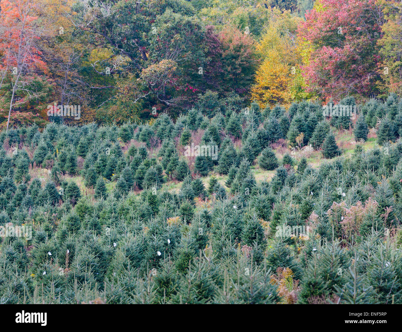 North Carolina, United States of America. Plantation of trees to be