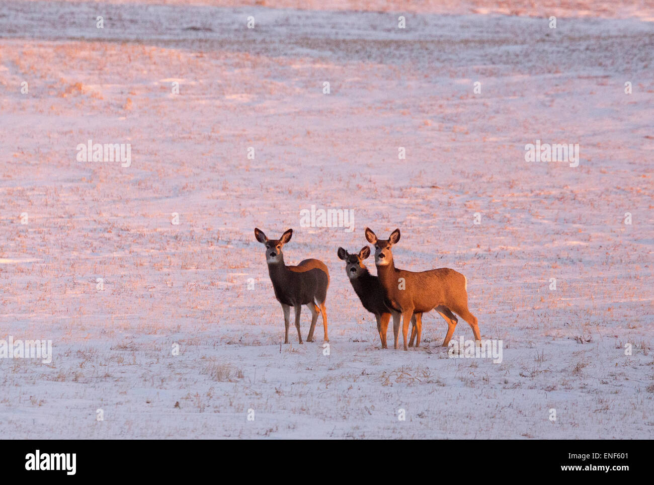 Deer in winter in Saskatchewan Canada scenic Stock Photo