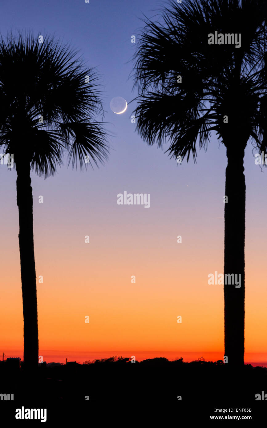 Palmetto trees and crescent moon at dusk. Stock Photo